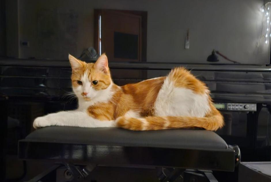 Vermisstmeldung Katze Männliche , 1 jahre Saarburg Deutschland Vermisstmeldung Katze Männliche , 1 jahre Saarburg Deutschland