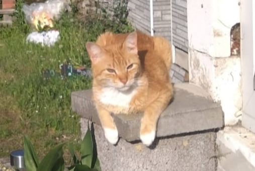 Alerta de Desaparición Gato Macho , 7 años Gemmerich Alemania Alerta de Desaparición Gato Macho , 7 años Gemmerich Alemania