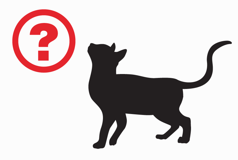 Disappearance alert Cat Female , 4 years Leipzig Germany